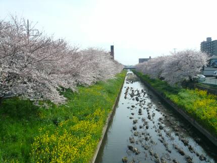 新河岸川の桜2.jpg