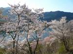 神流湖畔の桜 大.jpg