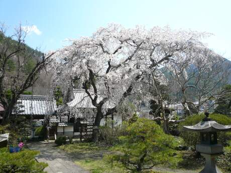 西楽寺の枝垂れ桜１.jpg