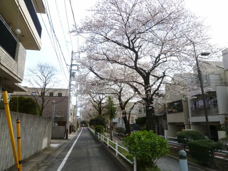 呑川柿の木坂支流緑道の桜.jpg