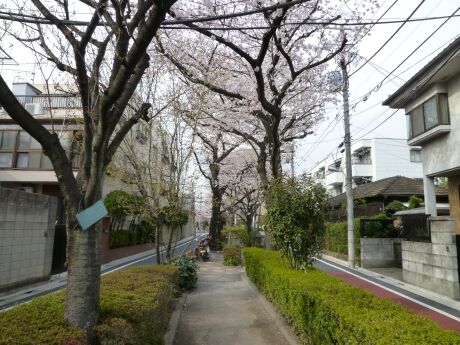 呑川柿の木坂支流緑道の桜3.jpg