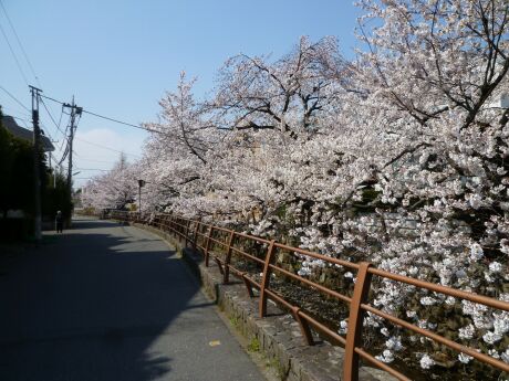 尾山橋付近の桜5.jpg