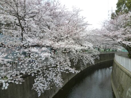 杉並区和泉の桜.jpg