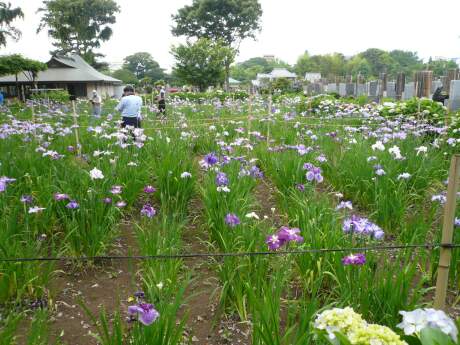 妙法寺の菖蒲.jpg
