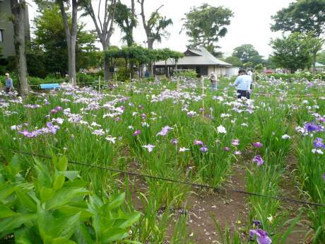 妙法寺の菖蒲2.jpg