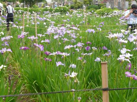 妙法寺の菖蒲3.jpg
