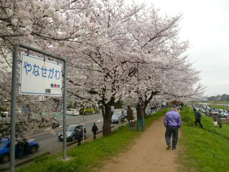 柳瀬川の桜.jpg