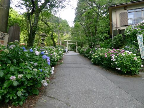 あじさい坂2015.jpg