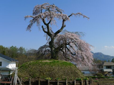 一里塚の桜.jpg