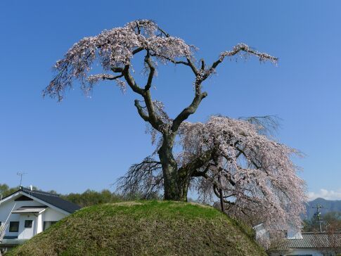 一里塚の桜2.jpg