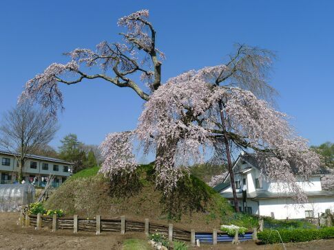 一里塚の桜3.jpg
