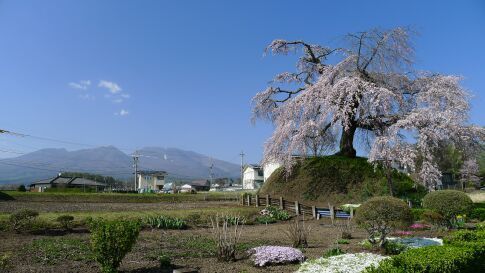 一里塚の桜5.jpg