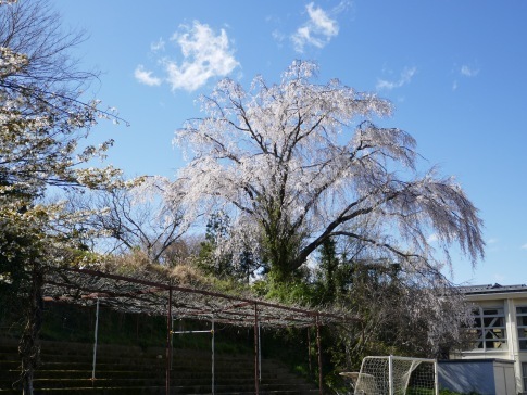 万沢小学校の桜１.jpg