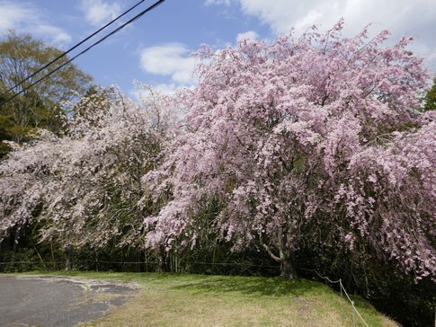 三多気の桜9a.jpg