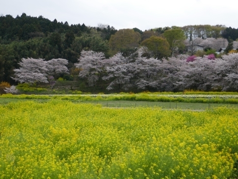 中後閑の桜並木2.jpg