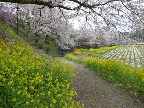中後閑の桜並木4.jpg