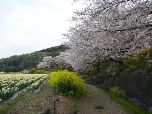 中後閑の桜並木6.jpg