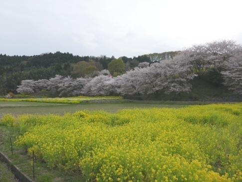 中後閑の桜並木7.jpg
