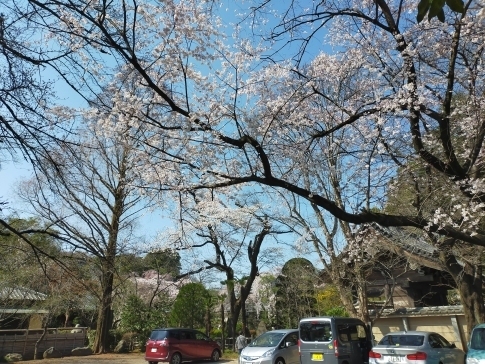 中院の桜２０２３.jpg