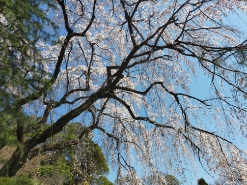 中院の桜２０２３5.jpg