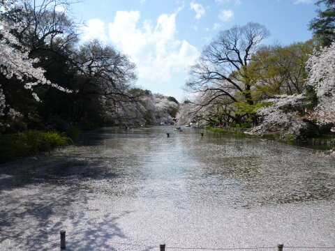 井の頭公園の桜１.jpg