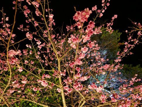 今帰仁城桜祭り２.jpg