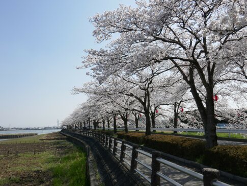 伊佐沼公園の桜3.jpg