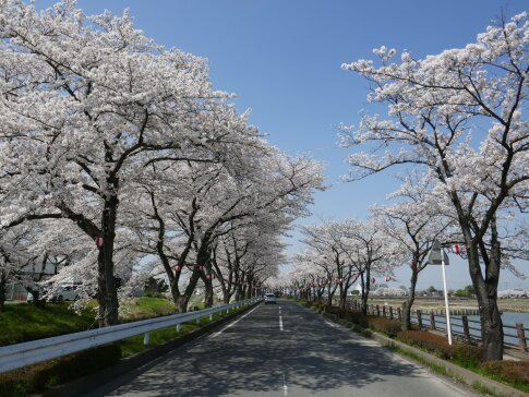 伊佐沼公園の桜9.jpg