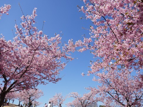 伊勢崎みらい公園2.jpg