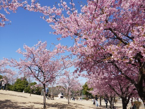 伊勢崎みらい公園4.jpg