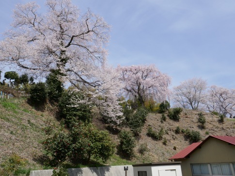 光岩寺の桜.jpg