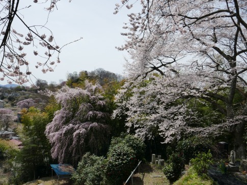 光岩寺の桜3.jpg
