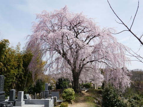 光岩寺の桜4.jpg