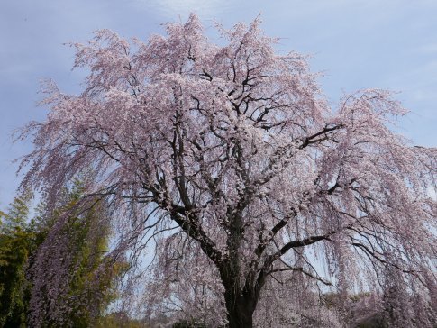 光岩寺の桜5.jpg
