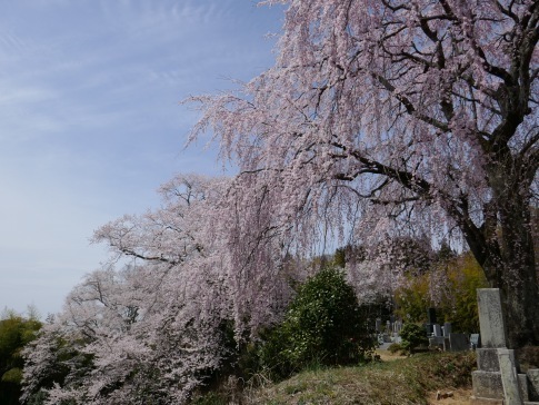 光岩寺の桜6.jpg