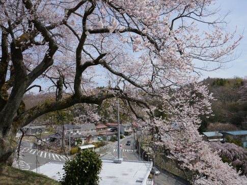 光岩寺の桜7.jpg