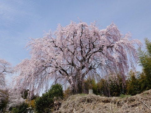光岩寺の桜8.jpg