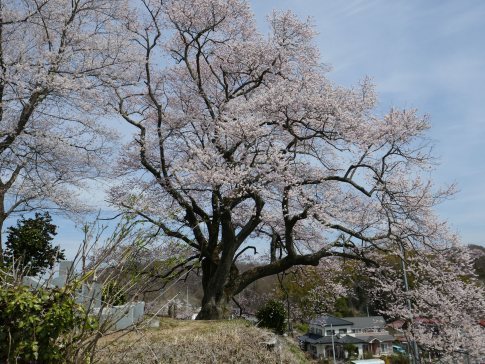光岩寺の桜9.jpg
