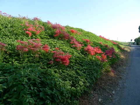 入間川沿いの彼岸花.jpg