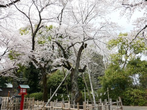 八幡太郎義家駒繋ぎの桜.jpg