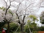 八幡太郎義家駒繋ぎの桜2.jpg