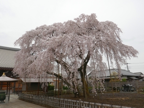 円乗院の桜.jpg