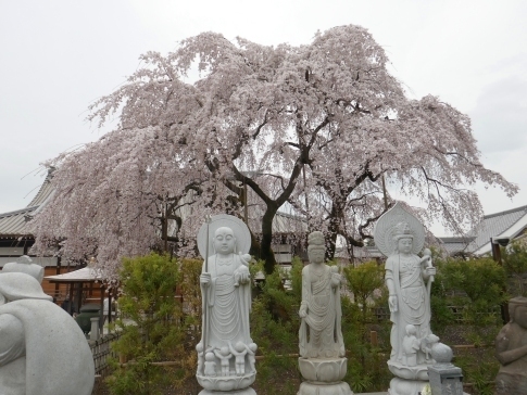 円乗院の桜2.jpg
