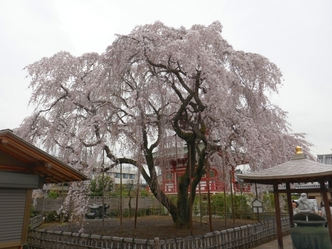 円乗院の桜3.jpg