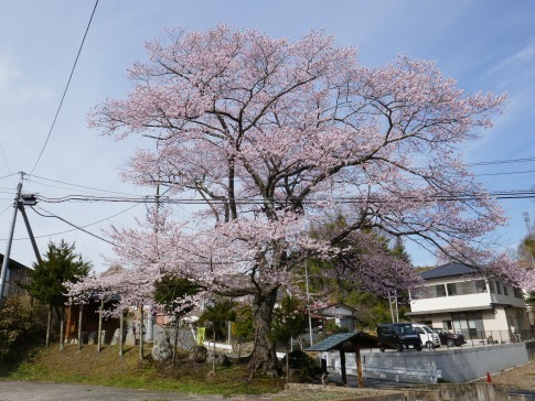 化粧坂入口の桜.jpg