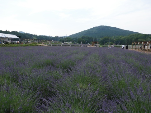 千年の苑ラベンダー園 埼玉県嵐山町 日本隅々の旅 全国観光名所巡り グルメ日記