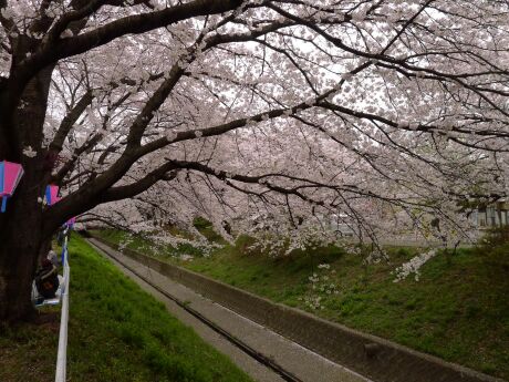 千歳袋川堤桜並木2.jpg
