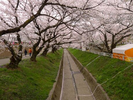 千歳袋川堤桜並木3.jpg