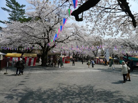 喜多院の桜2.jpg