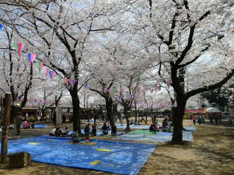 喜多院の桜１.jpg